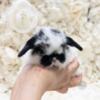 Holland lop bunny rabbit