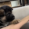 German Shepherd puppies for sale