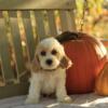 Introducing Rusty, the adorable Cockapoo puppy born on July 30th 2024!