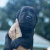 AKC Labrador Retriever Puppy