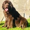 Gorgeous Male Newfoundland for stud-Not for sale