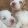 Purebred Brittany Spaniel Puppies