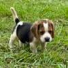 AKC Mini Tri Male Beagle Puppy