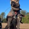 Old School American Pit Bull Terriers