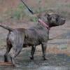 ABKC and UKC American Bully Female 