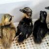 Call ducklings - just hatched