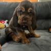 AKC Bloodhound Puppies