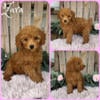 Adorable Toy Poodle puppies