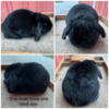 Mini Lop Charlotte searching for home