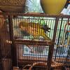 Quaker parrot 