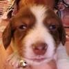 Purebred long-haired Mini DACHSHUND Puppies