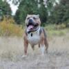 Rehoming Sweet 2.5 Year Old XL American Bully Male