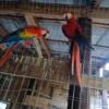 Central Scalet Macaw 50% split red-mutation