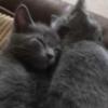 GORGEOUS PUREBRED RUSSIAN BLUE KITTENS AVAILABLE