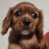 Cavalier King Charles Spaniel female