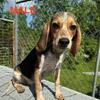 🐶 Beagle Rabbit Dogs Looking for New Homes 🐶