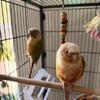 Pair of Conures