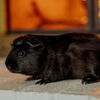 3 male guinea pigs