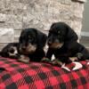 AKC Mini Wire Hair Dachshunds