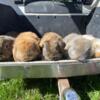 Mini Lop Does $40 (4H, pets)