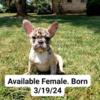 AKC French Bulldog Puppy