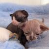 2 Beautiful Sphynx Kittens