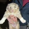 Australian shepherd puppies for sale!