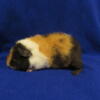 Pair of Teddy guinea pigs