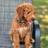 Miniature Golden Doodle Puppy