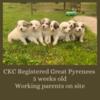 CKC Registered Great Pyrenees Puppies