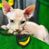 12 wks blue eyed sphynx male