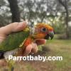 Sun Conure Baby DNA male