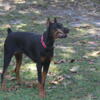 Doberman House Dog-Trained Female