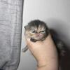 Exotic Persian Kittens