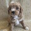 Adorable Toy Cavapoos