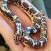 Male Kenyan Sand Boa Anery het Snow