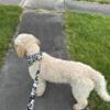6 month old male goldendoodle