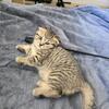 Alice - Scottish Fold girl