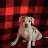 American Bully Females