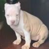 (5) ABKC AMERICAN BULLY PUPS 3 MONTH