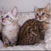 Bengal Babies  kittens Sepia Snow