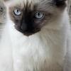 Siamese kittens for sell
