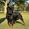 Top Quality Rottweiler