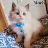 Ragdoll kittens TICA registered