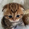 Scottish fold kittens  for sale