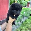 male pomeranian 