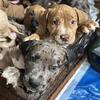 XL Merle American Bully Puppies