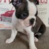 8 week old Boston Terrier Puppies Ready for New Homes