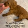 These male F1BB GoldenDoodles is medium/moyen size, expected 25-35 lb mature weight