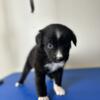 Australian Shepherd puppies Orlando